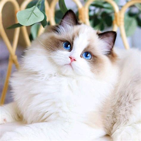 布偶貓有多美？有哪些值得分享的布偶猫照片? - 知乎