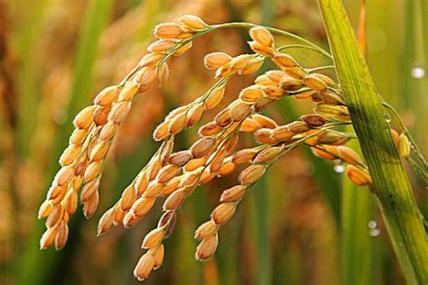 高于国际公认！中国高产杂交水稻在数十个国家推广种植(含视频)_手机新浪网
