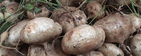 白薯的功效与作用,白地瓜的营养价值_健康大百科