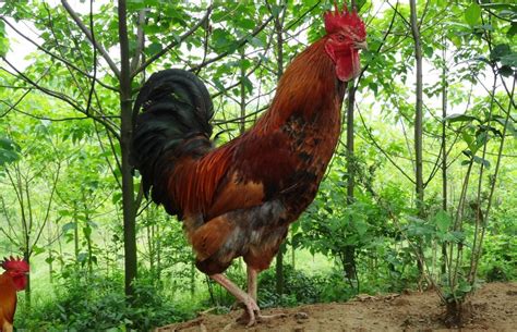 鸡的品种-农百科