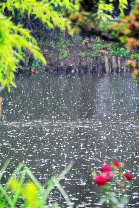 春天的雨水图片素材-正版创意图片500828846-摄图网