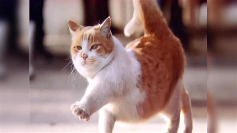 猫的走路方式是什么样子的（猫咪的 5 种基本步态） - 胖萌舍宠物网