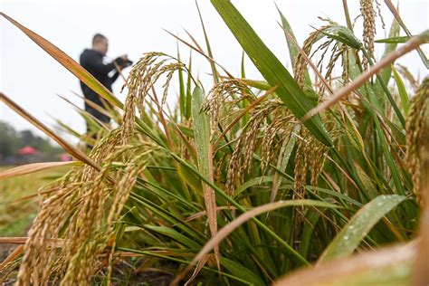 袁隆平团队第三代杂交水稻双季稻亩产超3000斤--读图--首页