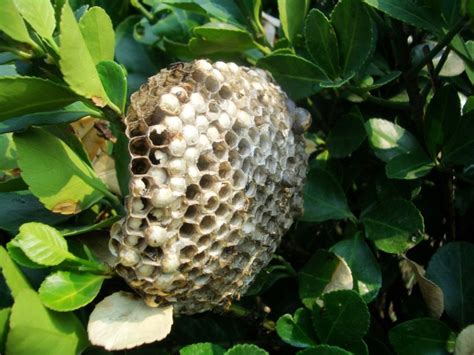 蜂巢是怎么形成的？ - 蜂巢 - 酷蜜蜂