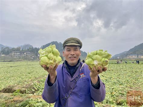 广东肇庆：致力打造高标准蔬菜产业园