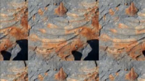 俄罗斯远东岛屿发现2.4亿年前鱼龙骨头碎片_凤凰网视频_凤凰网