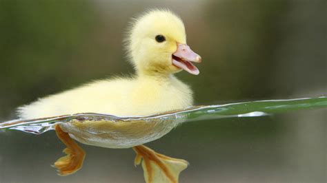 小鸭子的介绍和特点,鸭子的特征,小鸭子的特点写一段话_大山谷图库