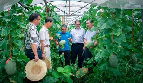 定远县：推广侧深施肥技术赋能绿色高效农业_滁州市农业农村局
