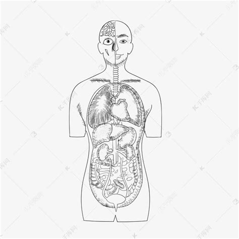 人体内脏脏器器官素材图片免费下载-千库网
