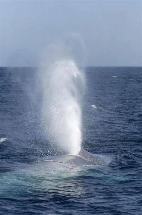 地球上最大的动物，蓝鲸究竟有多大？_体型