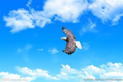 翱翔天空云层中的老鹰摄影高清jpg格式图片下载_熊猫办公