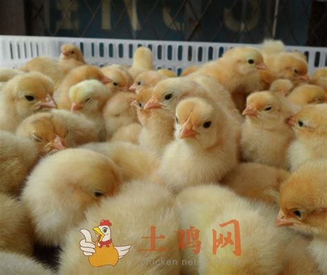 跨境Poultry Pro Feeder鸡鸭喂食器家禽喂料器鸡用料桶重力喂鸡器-阿里巴巴
