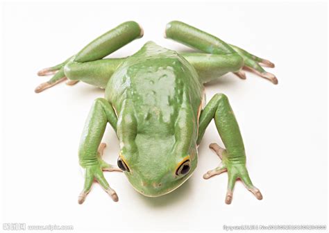 青蛙的特点是什么他的外貌是什么 青蛙的特点是什么本领的作文二年级 - 长跑生活