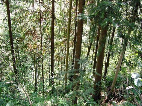杉木-常见园林植物-图片