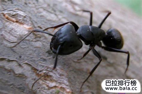 养蚂蚁的十大技巧 养殖蚂蚁10大窍门_知秀网