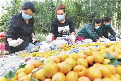 新疆南疆深耕特色林果产业