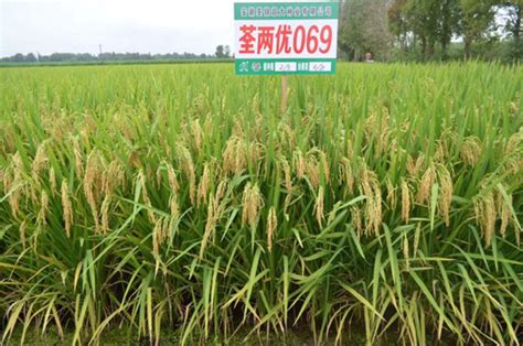高产水稻前十名的品种 高产水稻前十名的品种徽两优丝苗-鸟基地博客
