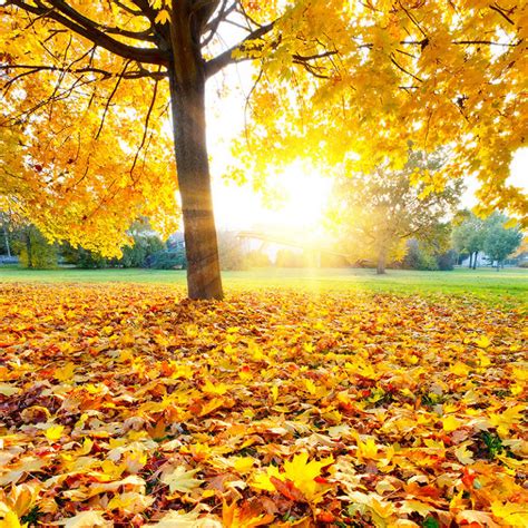 美丽秋天湖边大树落叶美景高清图片下载-找素材