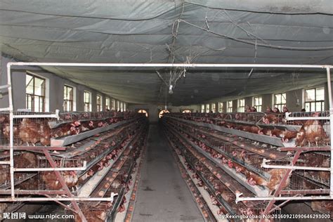 四川成都智慧鸡场，智慧养鸡系统解决方案|鸡场|养鸡场|温度_新浪新闻