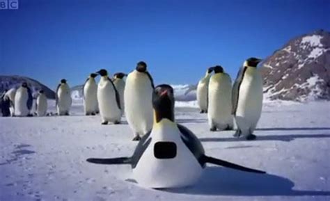 BBC纪录片企鹅群里有特务1（附中文字幕） | 佳人
