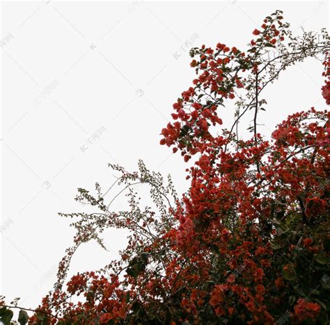 红色玫瑰花丛图片免费下载_PNG素材_编号vj9iyjg2n_图精灵
