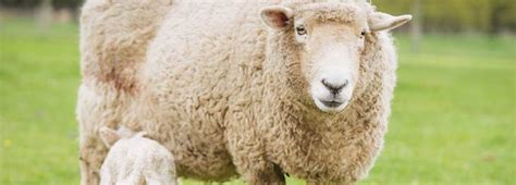 羊毛和羊绒的区别是什么？ - 知乎