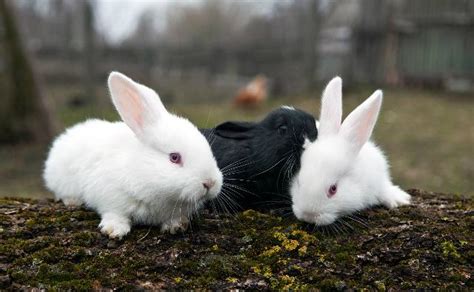 兔子种类，什么品种的肉兔好 - 农敢网