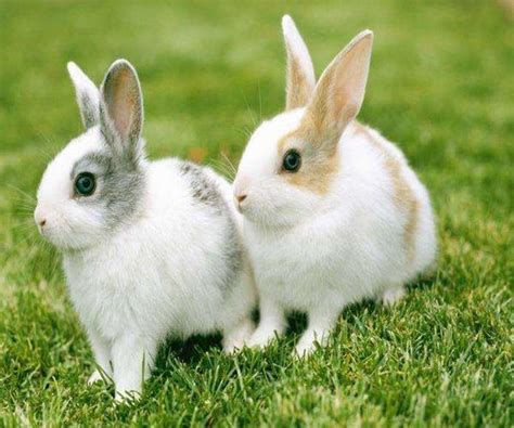 什么属相和兔相克的最厉害 什么属相和兔相配