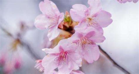 樱花的花语与寓意（樱花的美丽与柔弱，流传着深刻的情感与意义）_花植网