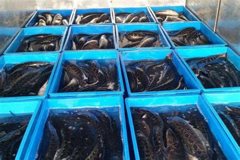 黑鱼养殖技术 - 运富春