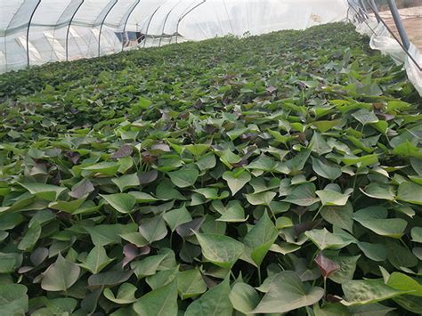 红薯苗怎样种植?番薯苗种植方法-行业新闻-中国花木网