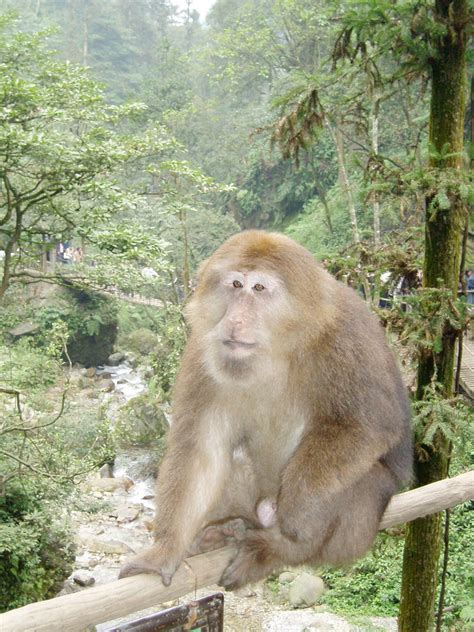 【峨眉山的猴子摄影图片】四川峨眉山生态摄影_一石看世界_太平洋电脑网摄影部落