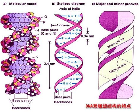 DNA分子结构的双螺旋模型_图片_互动百科