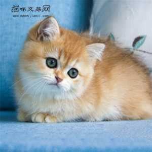 金渐层联盟-萌猫社宠物猫咪图片分享社区