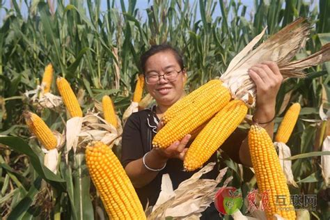 拥民肥惠农心（17）：玉米丰收季之王云芳-原河北农民报官网