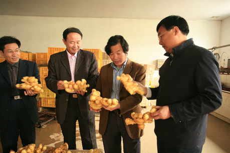 莱芜市成为中国最大生姜出口基地