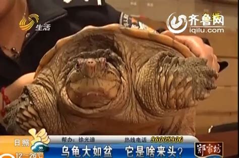 小贩当街叫卖十二斤巨型龟 - 青岛新闻网