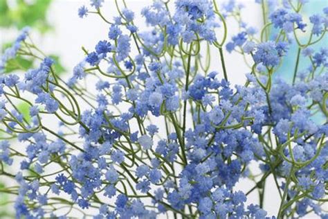 蓝色满天星花语和寓意 种植方法-长景园林网