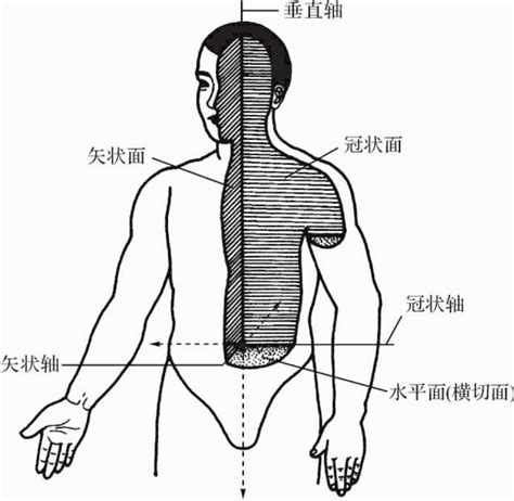 四解剖学姿势方位术语与人体的轴和面_挂云帆