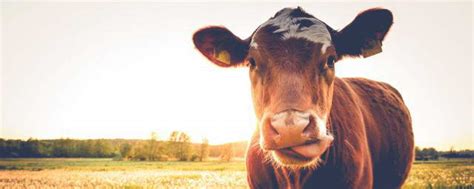 梦见牛是什么意思有什么预兆 梦见牛的意思_知秀网