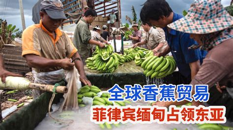 全球香蕉进出口贸易趋势，菲律宾缅甸抢占中国香蕉进口市场_凤凰网视频_凤凰网