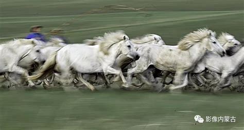 奔腾的马图片-户外奔跑的三匹棕马素材-高清图片-摄影照片-寻图免费打包下载