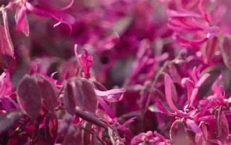 红花檵木-雷州半岛树木-图片