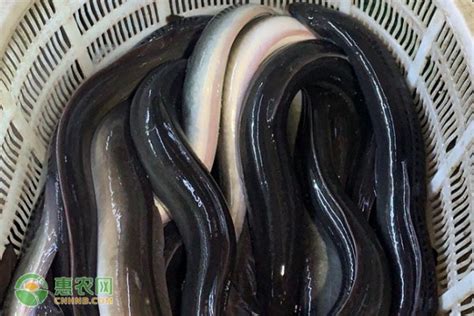 海鳗的性别与繁殖真是一个谜？_鱼之奇_鱼花网