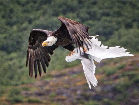 美国13只国鸟集体死亡 动物保护团体悬赏“辑凶”--国际--人民网
