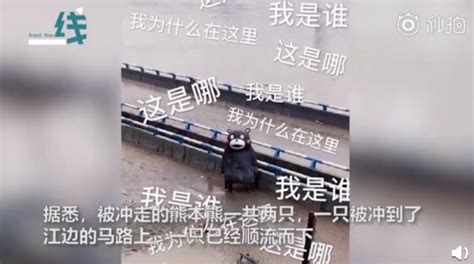 重庆还有一只熊本熊在漂流（图片）