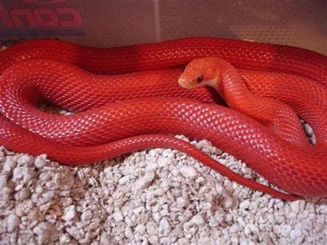 大红色的蛇是什么蛇 探究大红色的蛇了解其种类与特征-四得网