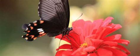 蝴蝶小知识：蝴蝶的翅膀为什么五彩斑斓？|蝴蝶|知识-知识百科-川北在线
