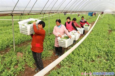 那坡县：百合农场大力创建芒果现代农业示范区 - 广西县域经济网