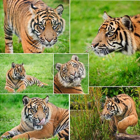 收集苏门答腊虎豹的圈养中的图片高清图片下载-正版图片300698013-摄图网